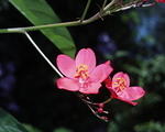 P4010194