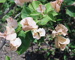 P4010208