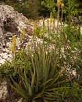 aloe-3