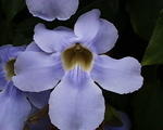 bl-orchid