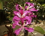 orcid-tree