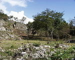 Pineapple-field