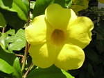 Pretty yellow flower
