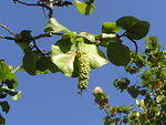 Sea Grapes