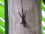 Lizard