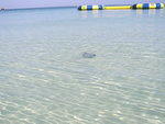 Sting Ray