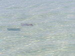 Sting Ray & Shadow