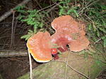 Poconos Schroom