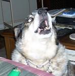 barkin