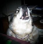 spot light boomer