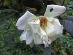 wilted