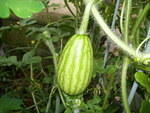 Baby Watermellon