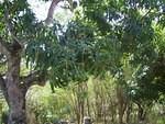 Mangos