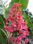 This one starts off orange & then changes to pink ..fabulous