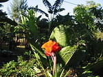 A morning flower from Sue's garden