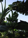 Frog bananas in Sue's garden