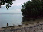 dogs by the water