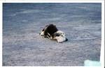 Sad Dog
