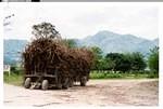 Sugar Cane Cart at Roaring River