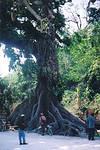 Cotton Wood Tree