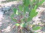 MVC_004F_010.jpg