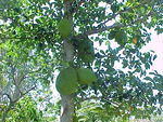 MVC_010F_009.jpg