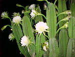 MVC_008F_001.jpg