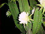 MVC_009F_001.jpg