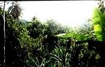 Forest in Granger