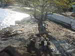 View from the roof slab. now the Boat Bar & Grill is next to the Almond tree