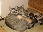 Our wild cats decided that inside the Half House was the safest place to give birth two weeks apart. Sensimilla & Hi Grade a
