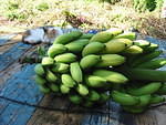 And so many bananas these days too!