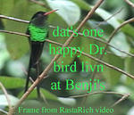 Bird_happy