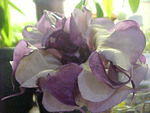 Mvc_003f_011.jpg