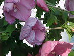 Mvc_006f_005.jpg