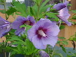 Mvc_009f_003.jpg