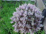 Mvc_012f_002.jpg