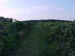 Mvc_006f_001.jpg