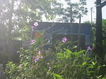 These little purple bells are all blooming in the morning and gone as the day gets hot