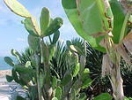 MVC_004F_005.jpg