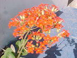 MVC_010F_004.jpg