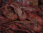 MVC_006F_003.jpg