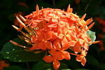 Beautiful flower #2