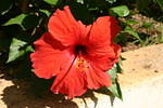 Beautiful flower #3