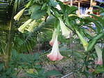 Angels bells with their first flowers, currently my pride & joy