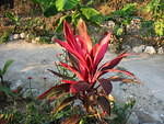 I call it the fire plant, name anyone?
