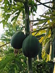 Papayas soon ready for Smoothies & Daquiris at Easy Rock