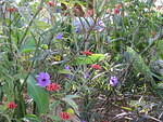 Mexican Blue Bells