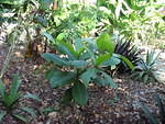 My new almond tree