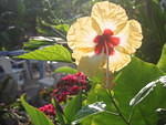 Hibiscus in 6am light